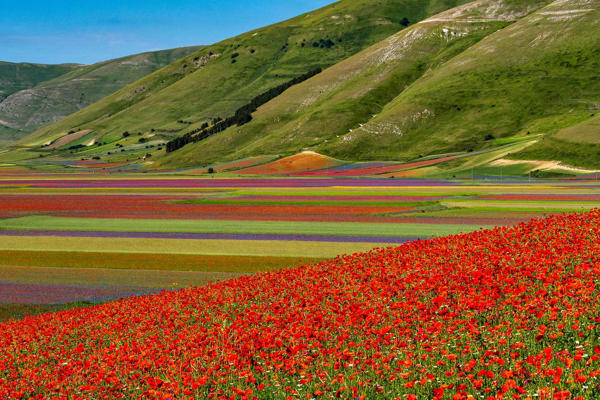 Fioritura di Castelluccio di Norcia, il periodo migliore per vederla