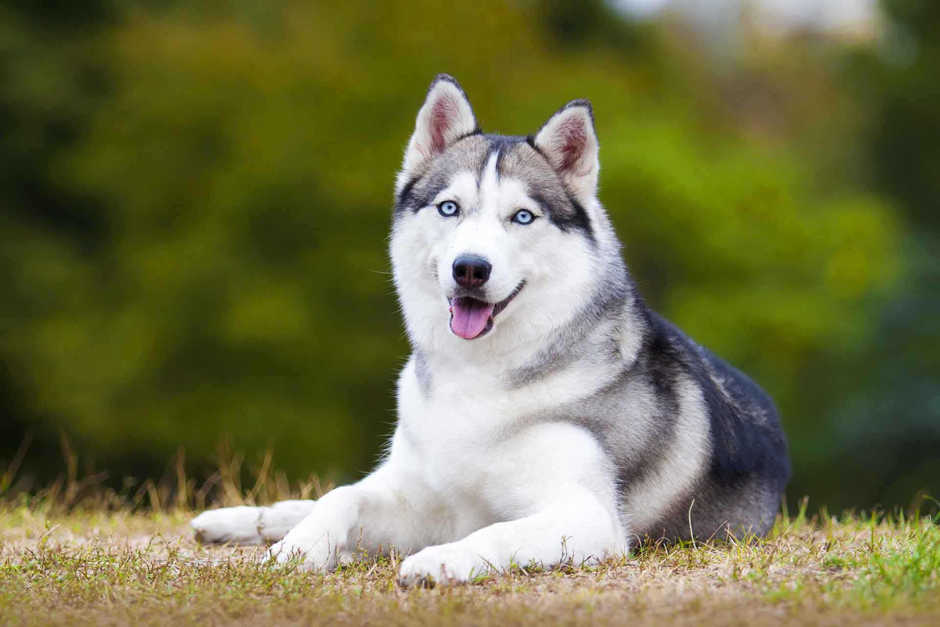 Siberian Husky: caratteristiche, aspetto e prezzo