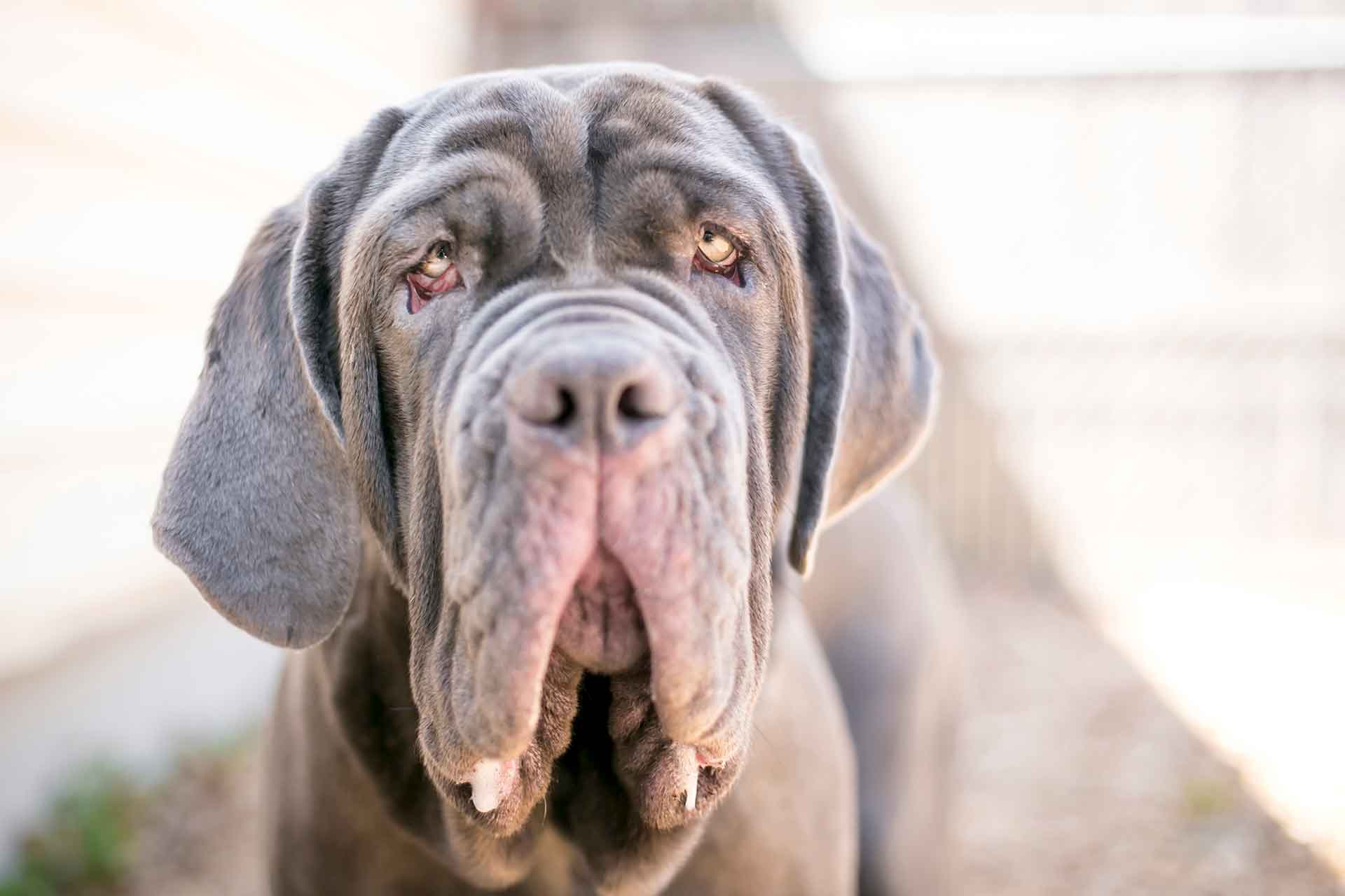 Mastino napoletano: caratteristiche, aspetto e prezzo