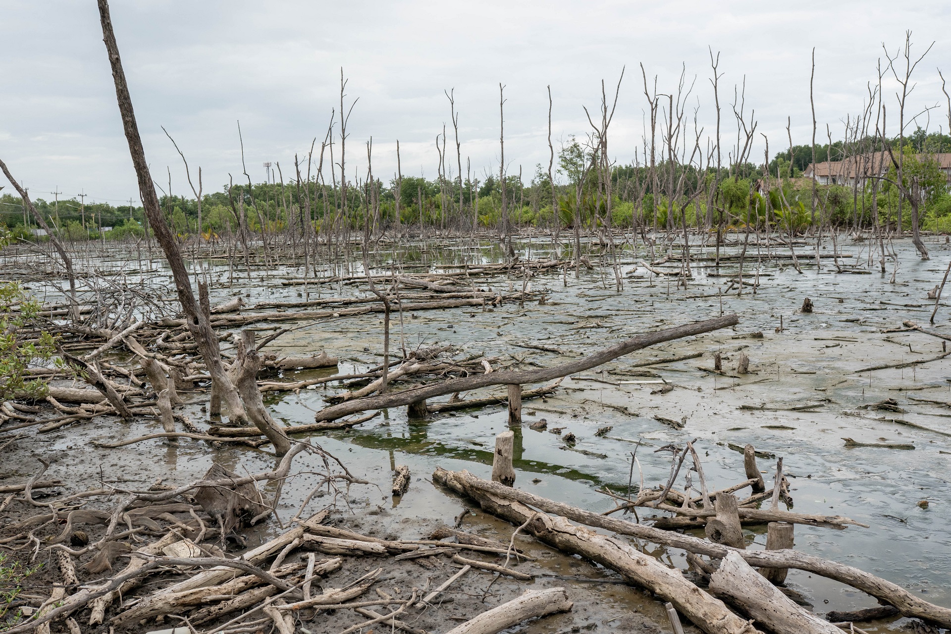 Cosa sono le piogge acide: cause ed effetti sull'ambiente