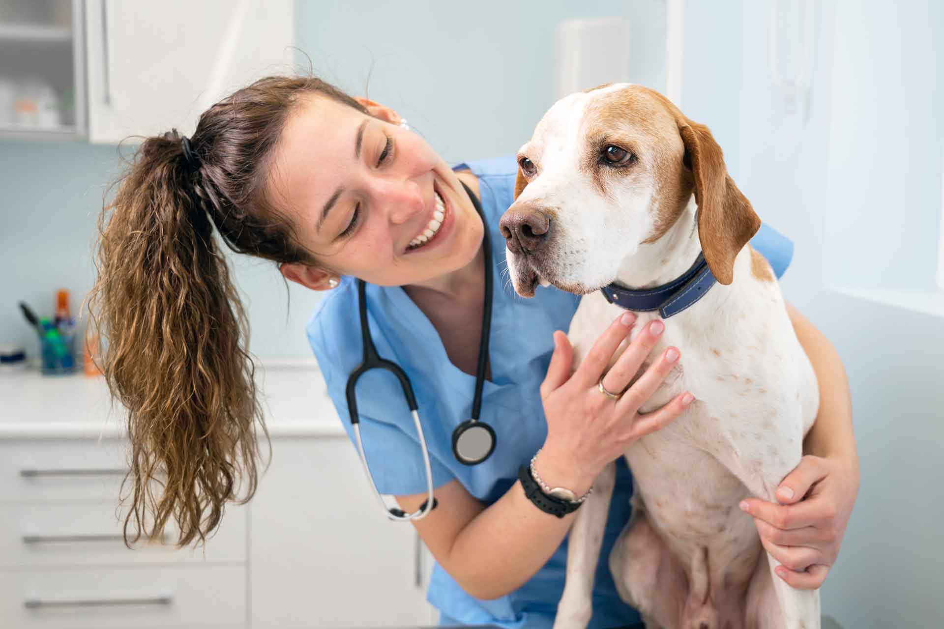 Come si diventa veterinario