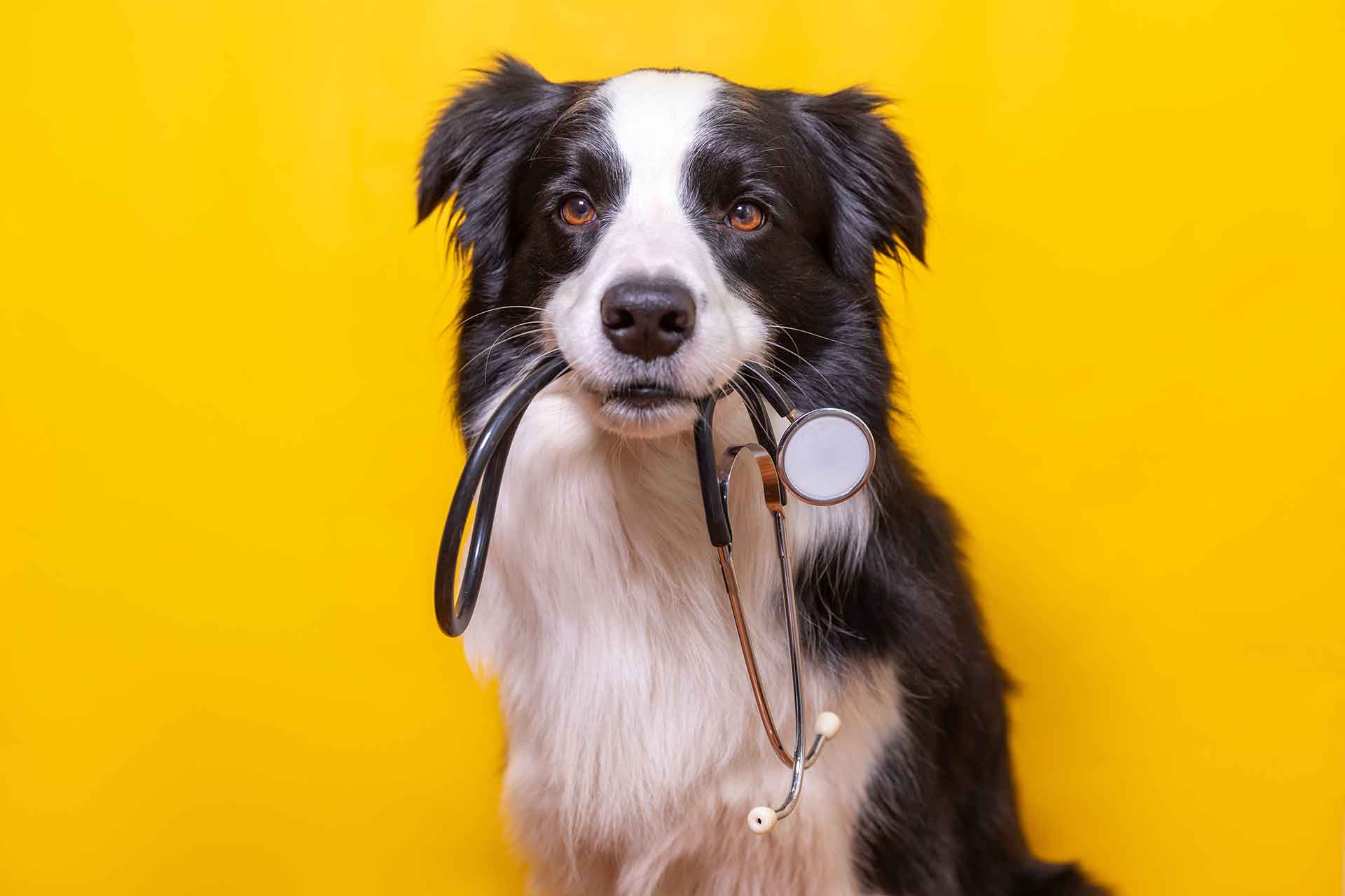 Quante volte andare dal veterinario?