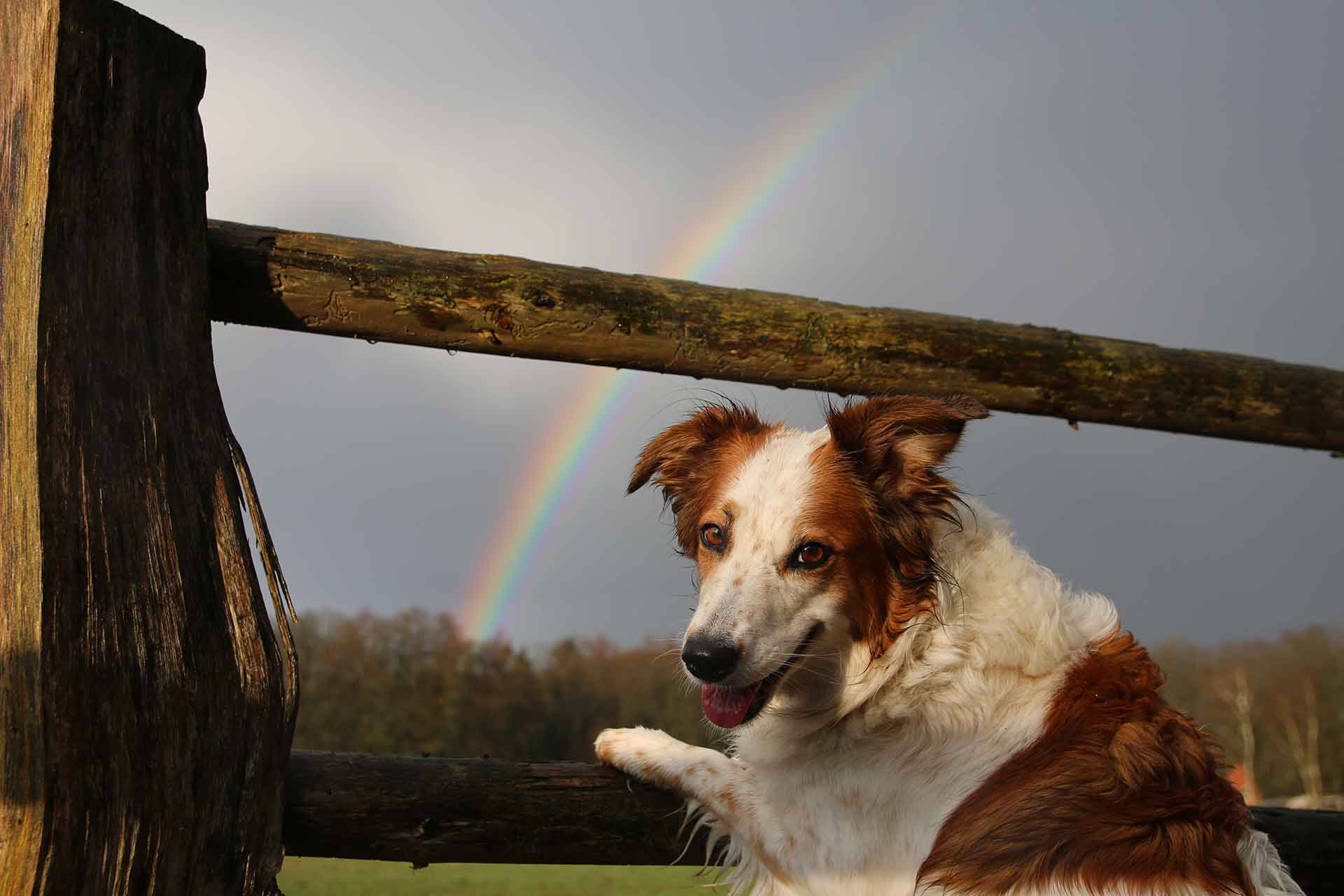 La leggenda del Ponte dell'Arcobaleno da raccontare ai bambini