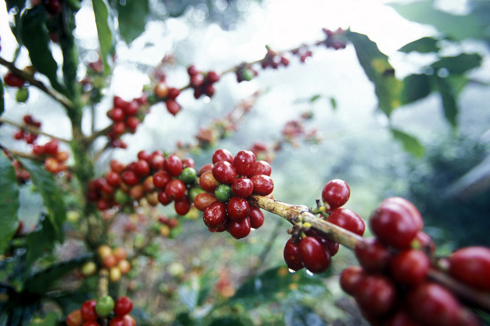 Il caffè, la bevanda meno sostenibile