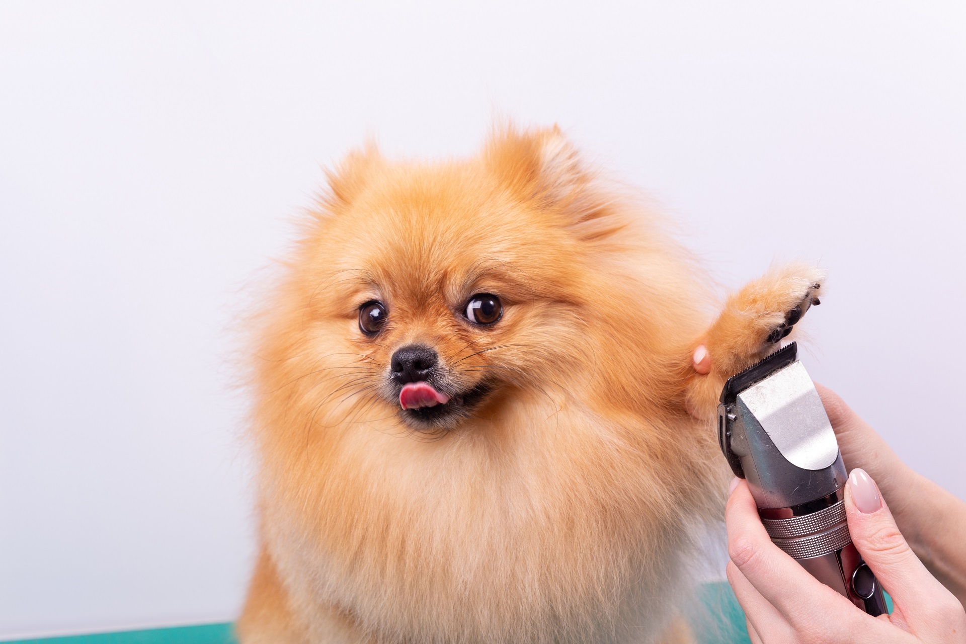 Perché in estate non devi tosare la pelliccia dei cani