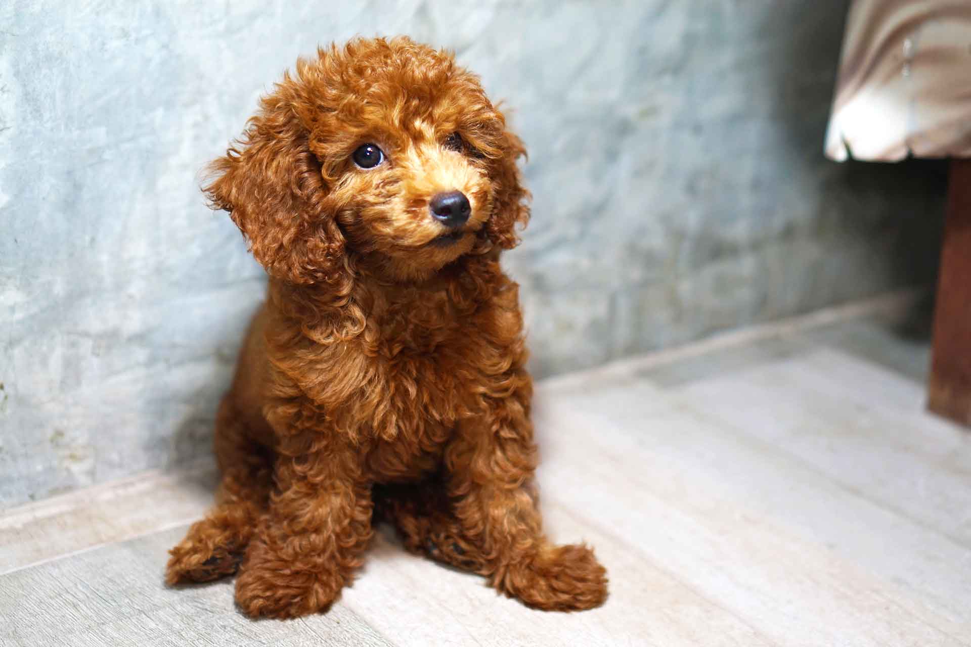 Cane che piange quando è solo, cosa fare
