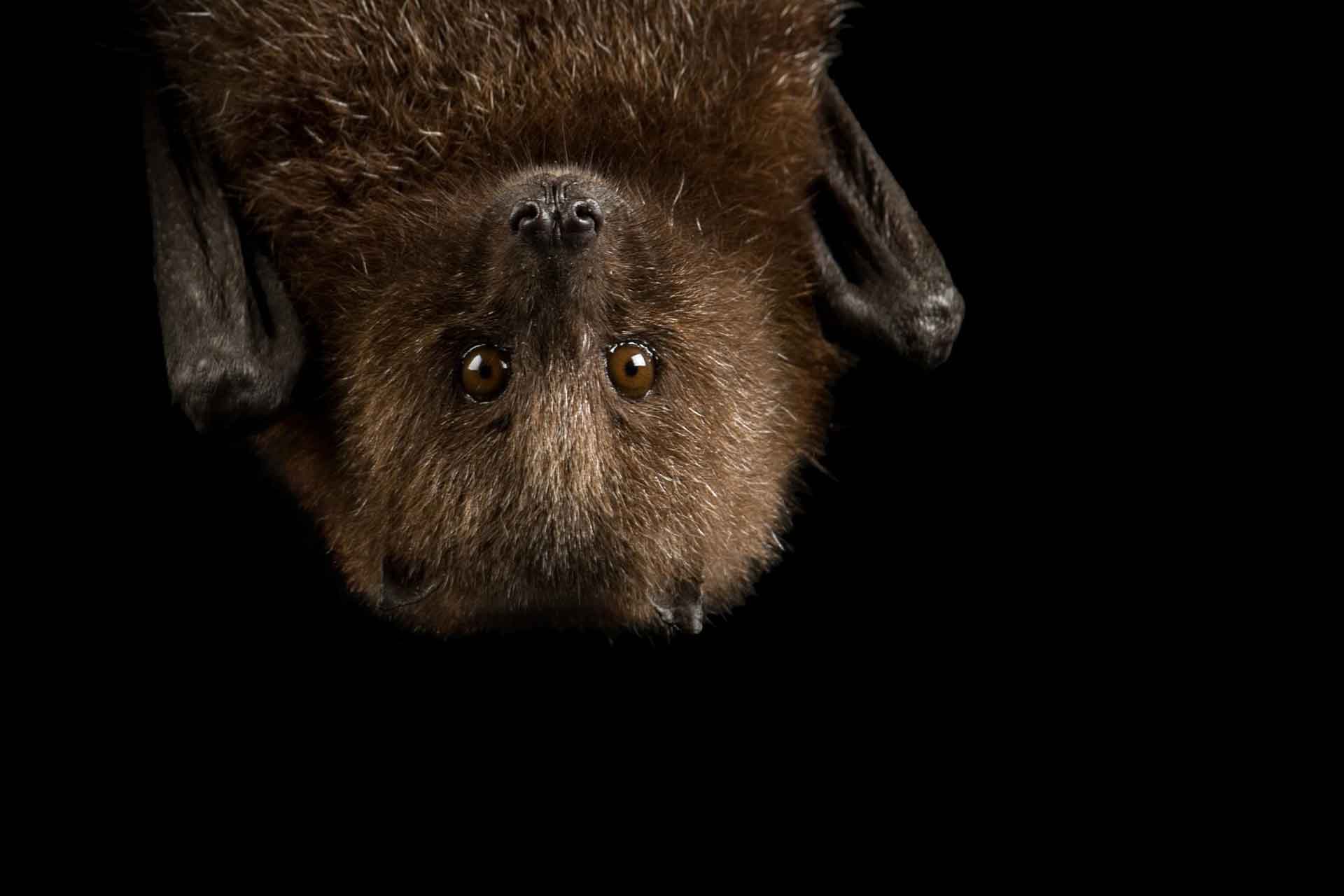Sognare pipistrelli: significato e numeri