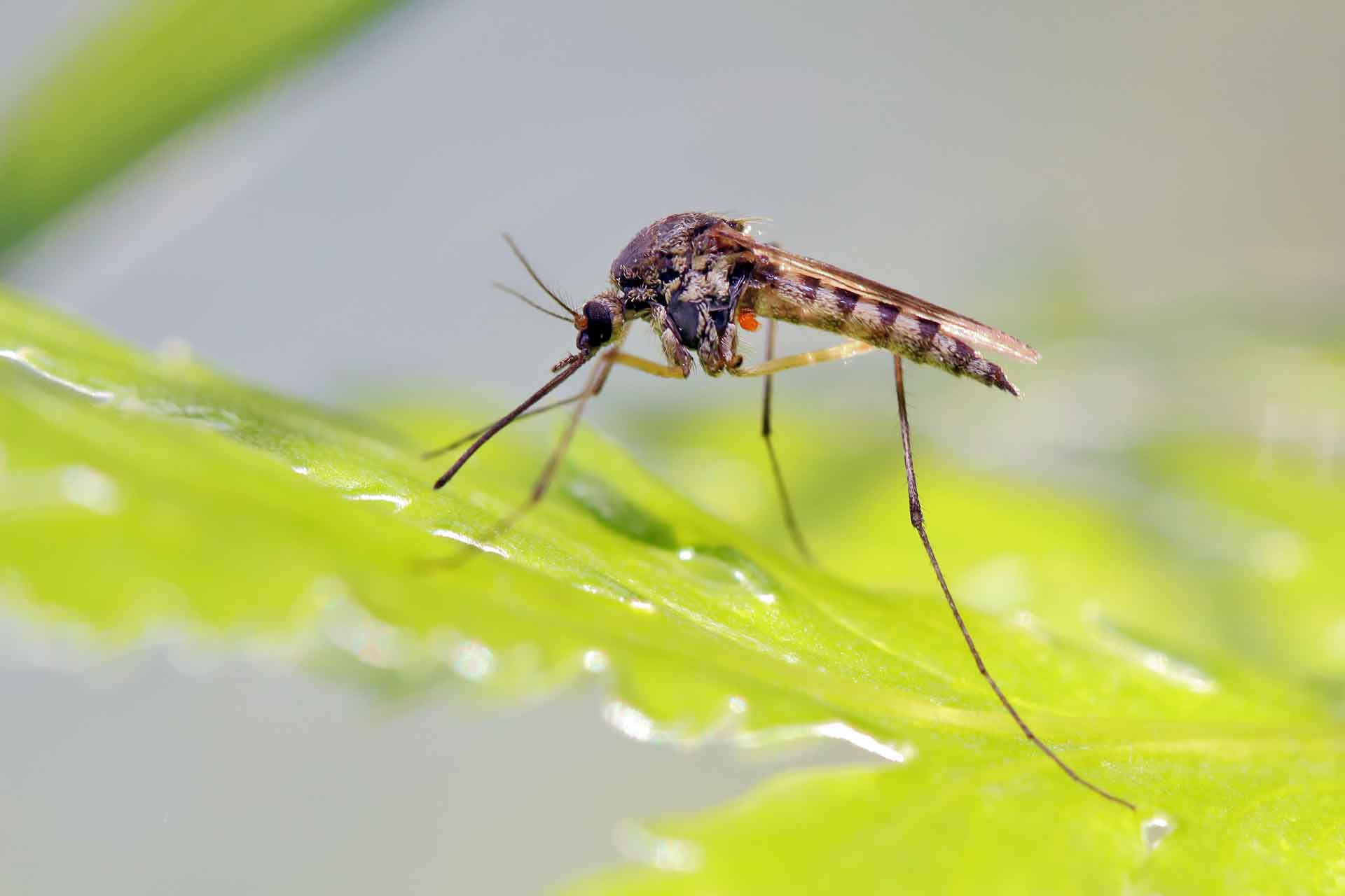 A cosa servono le zanzare in natura?
