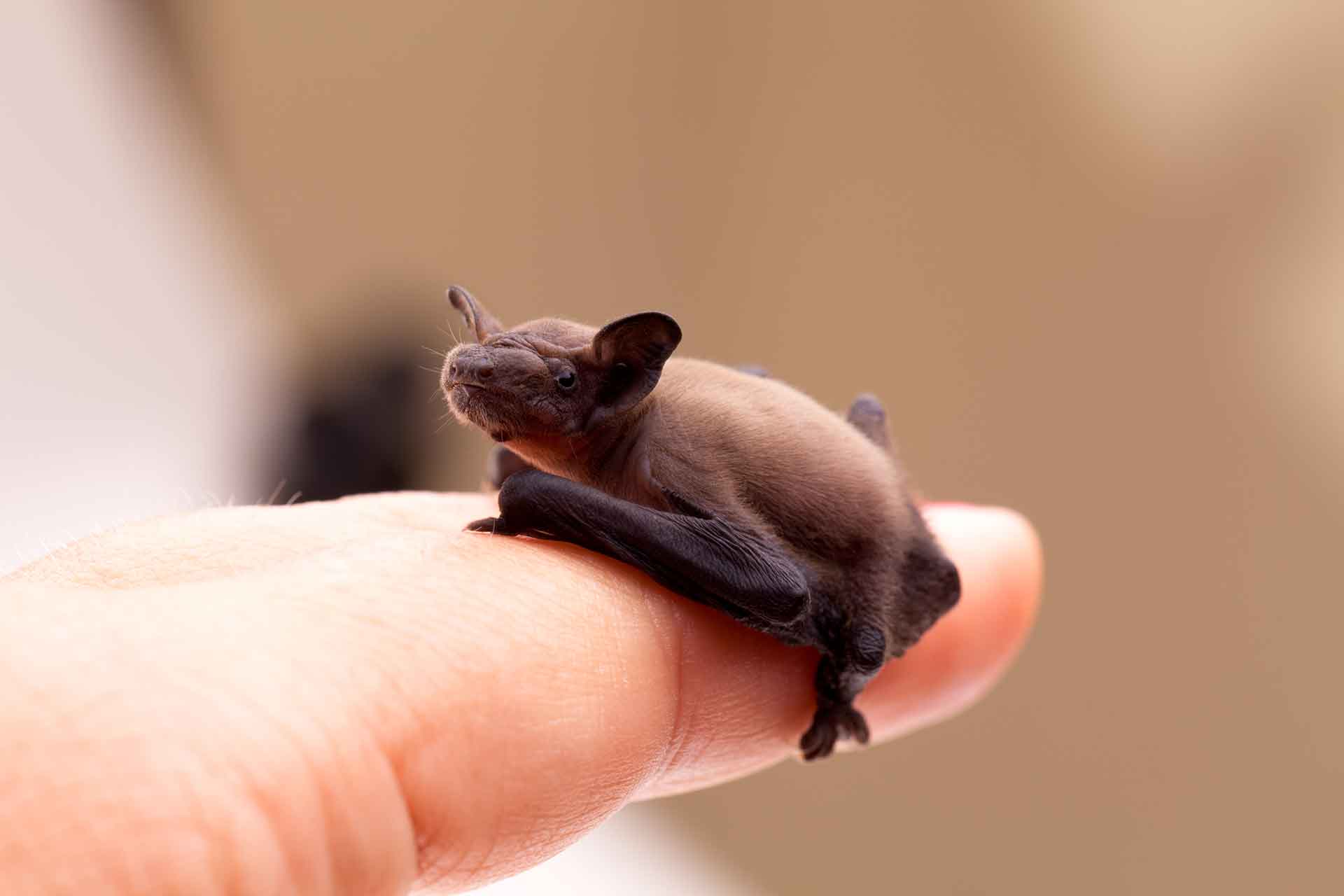 8 cose che forse non sai sui pipistrelli