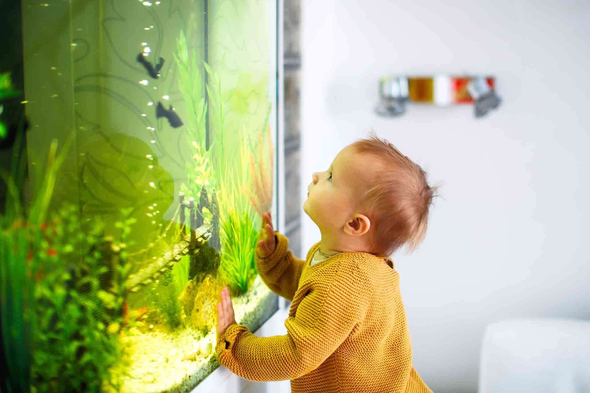 Quale acquario per i pesci scegliere: no alla boccia