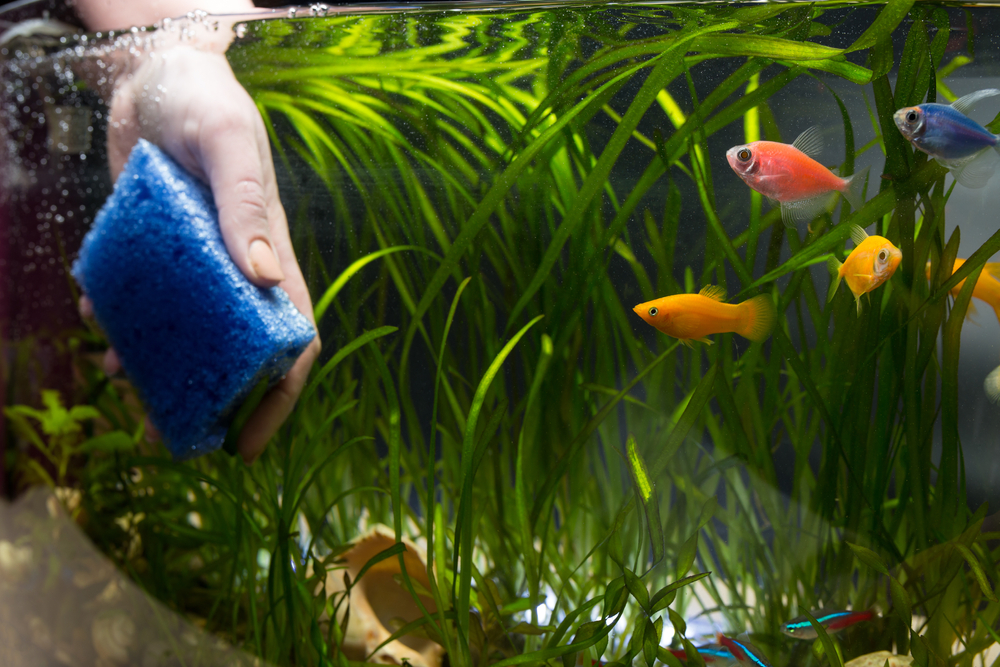 Come curare l’acquario