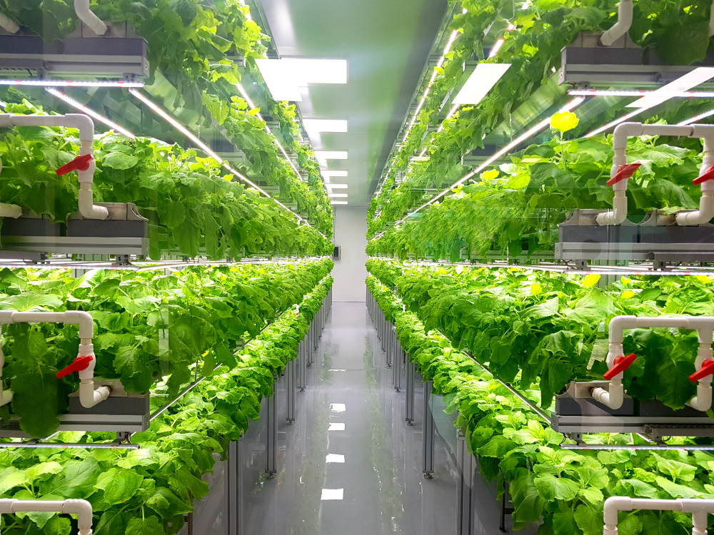 Quali sono i vantaggi ambientali dell’agricoltura verticale