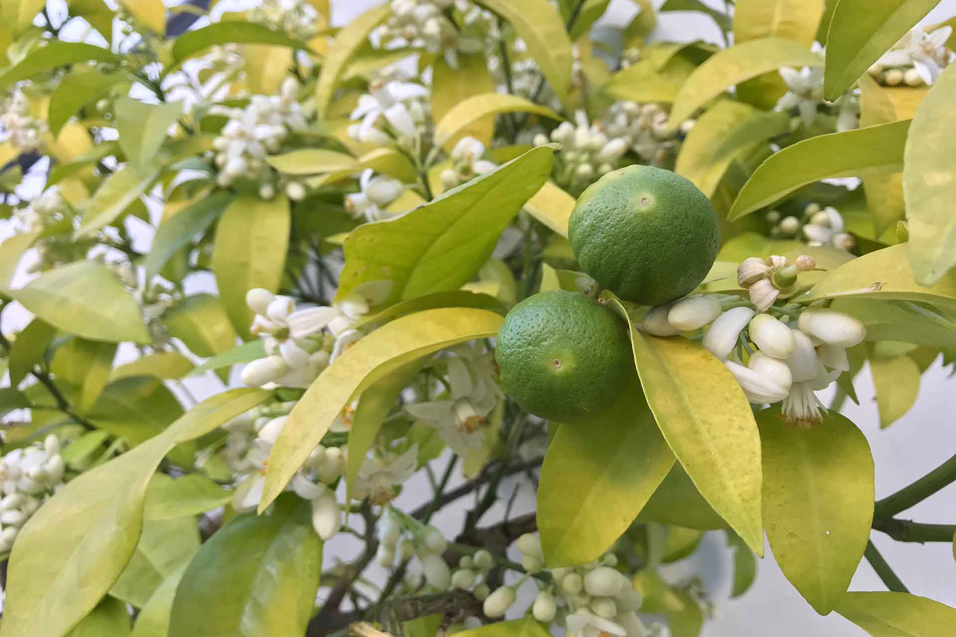 Fiori del limone: quando li fa e come sono