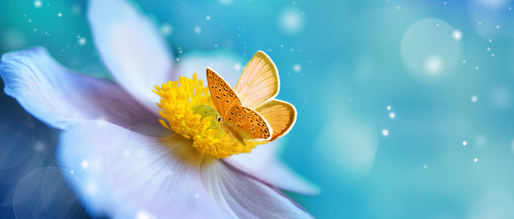sfondi-desktop-farfalle-gratis-10.jpg