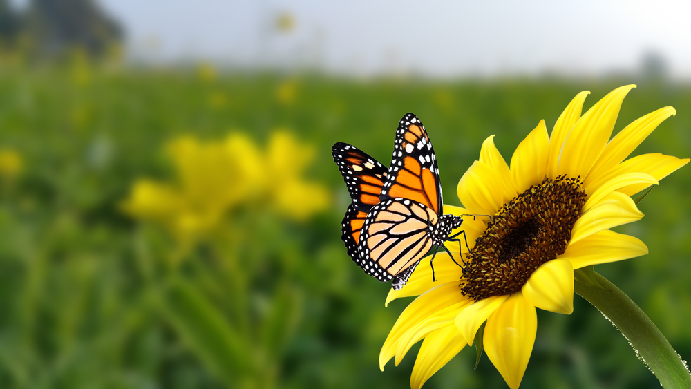 sfondi-desktop-farfalle-gratis-2.jpg