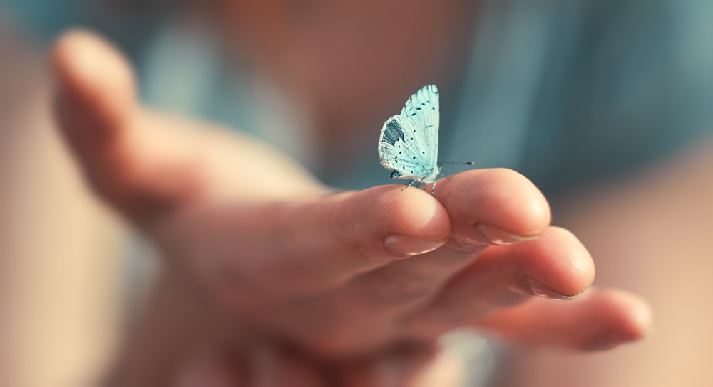 sfondi-desktop-farfalle-gratis-7.jpg