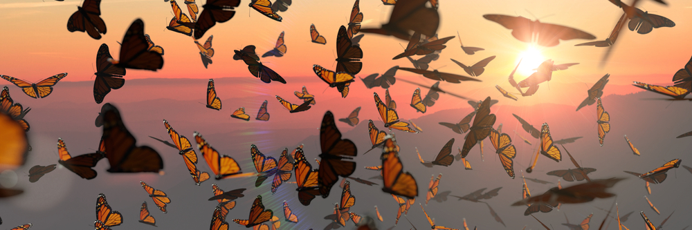 sfondi-desktop-farfalle-gratis-8.jpg