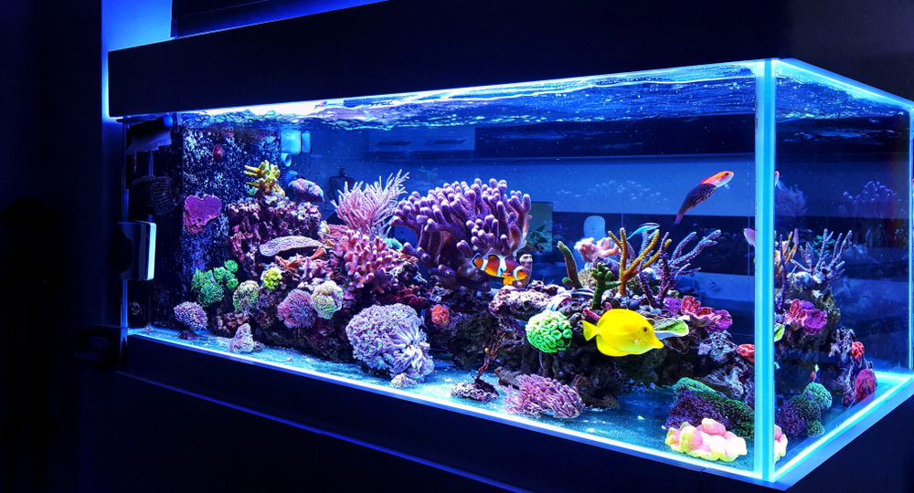 Acquario, 5 consigli per principianti