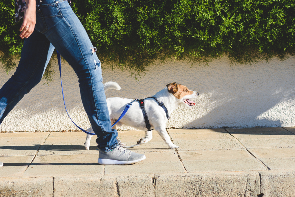 Cane senza guinzaglio, 10 pericoli che può correre