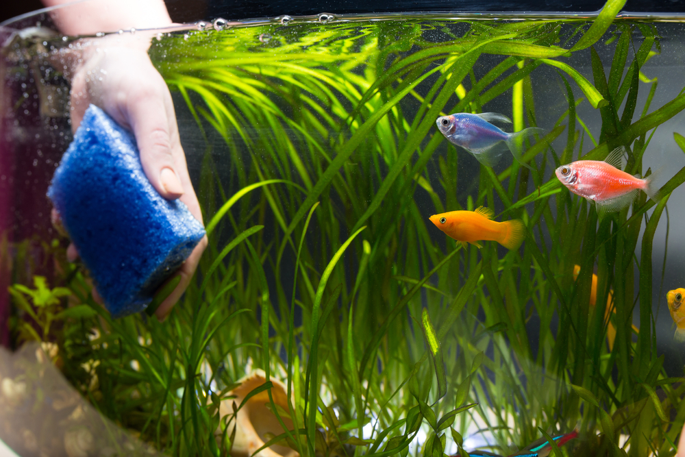 Come pulire l’acquario correttamente