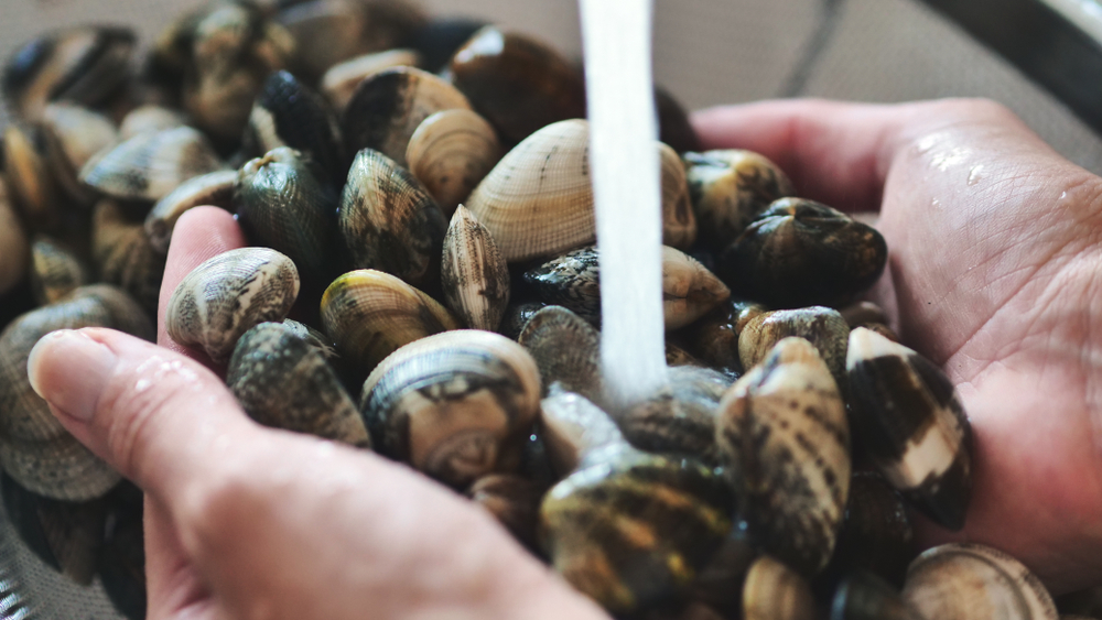 Come pulire le vongole, le cozze e le ostriche