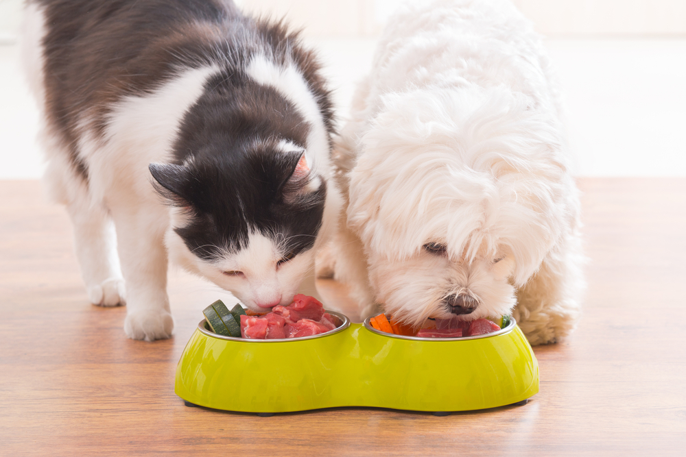 Le migliori verdure per cani e gatti
