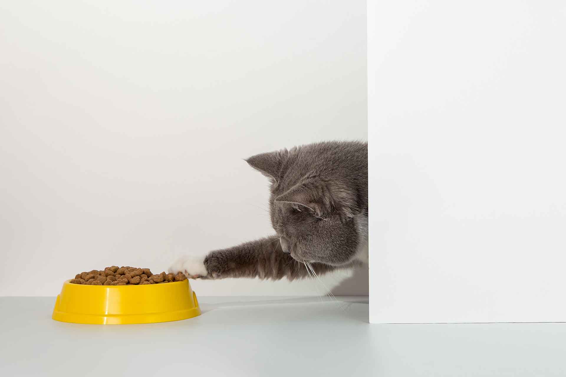Perché il gatto ha sempre fame?