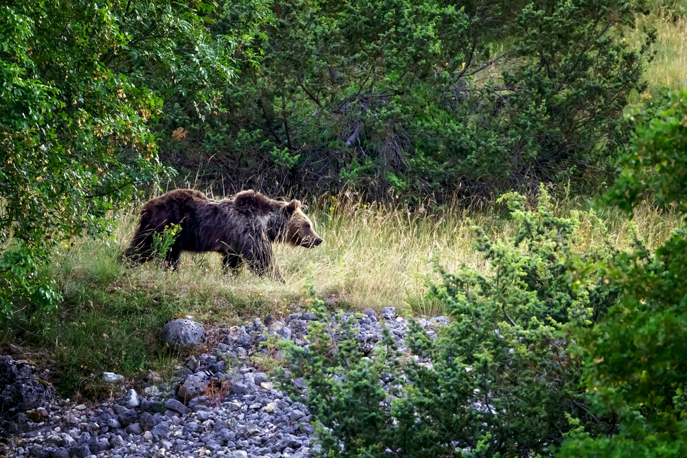 Giornata mondiale degli animali: come salvaguardare le specie in pericolo