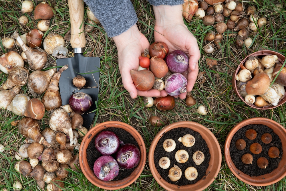 I bulbi più belli da piantare in autunno