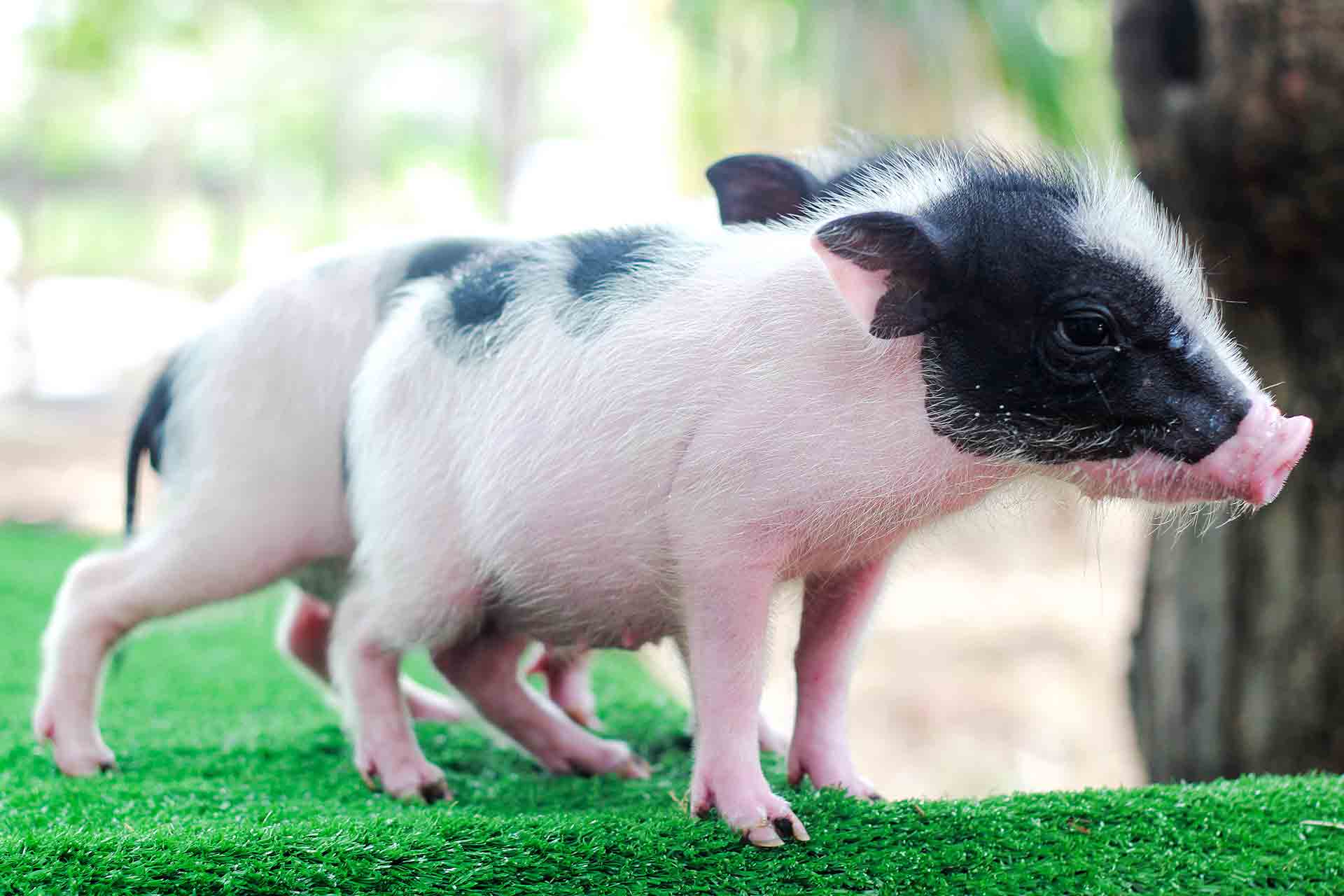 Maialino nano come animale domestico, cose da sapere