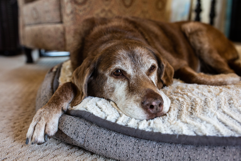 Come aiutare il tuo cane che sta invecchiando