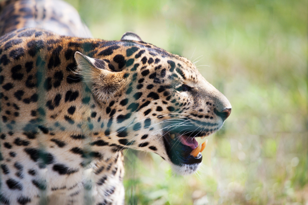 10 animali ad alto rischio estinzione