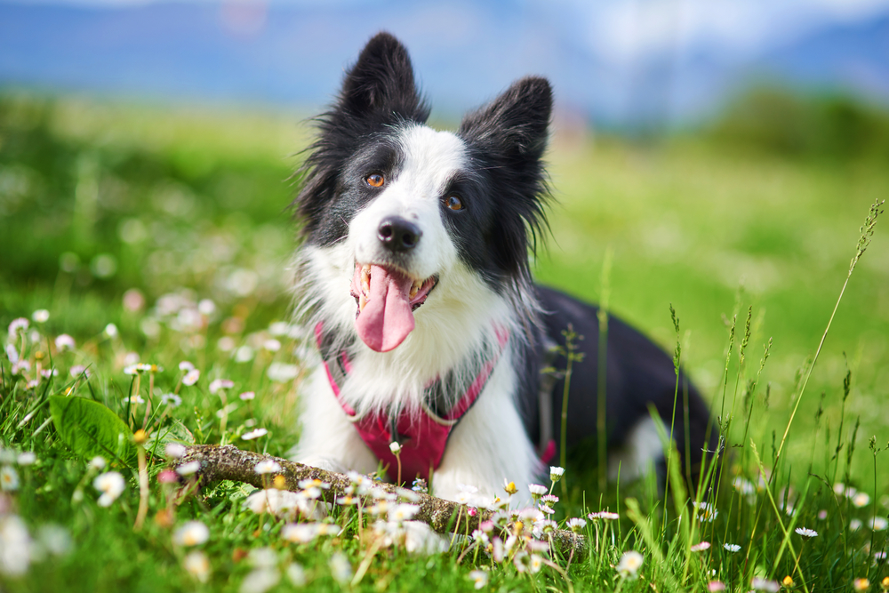 5 razze di cani facili da addestrare