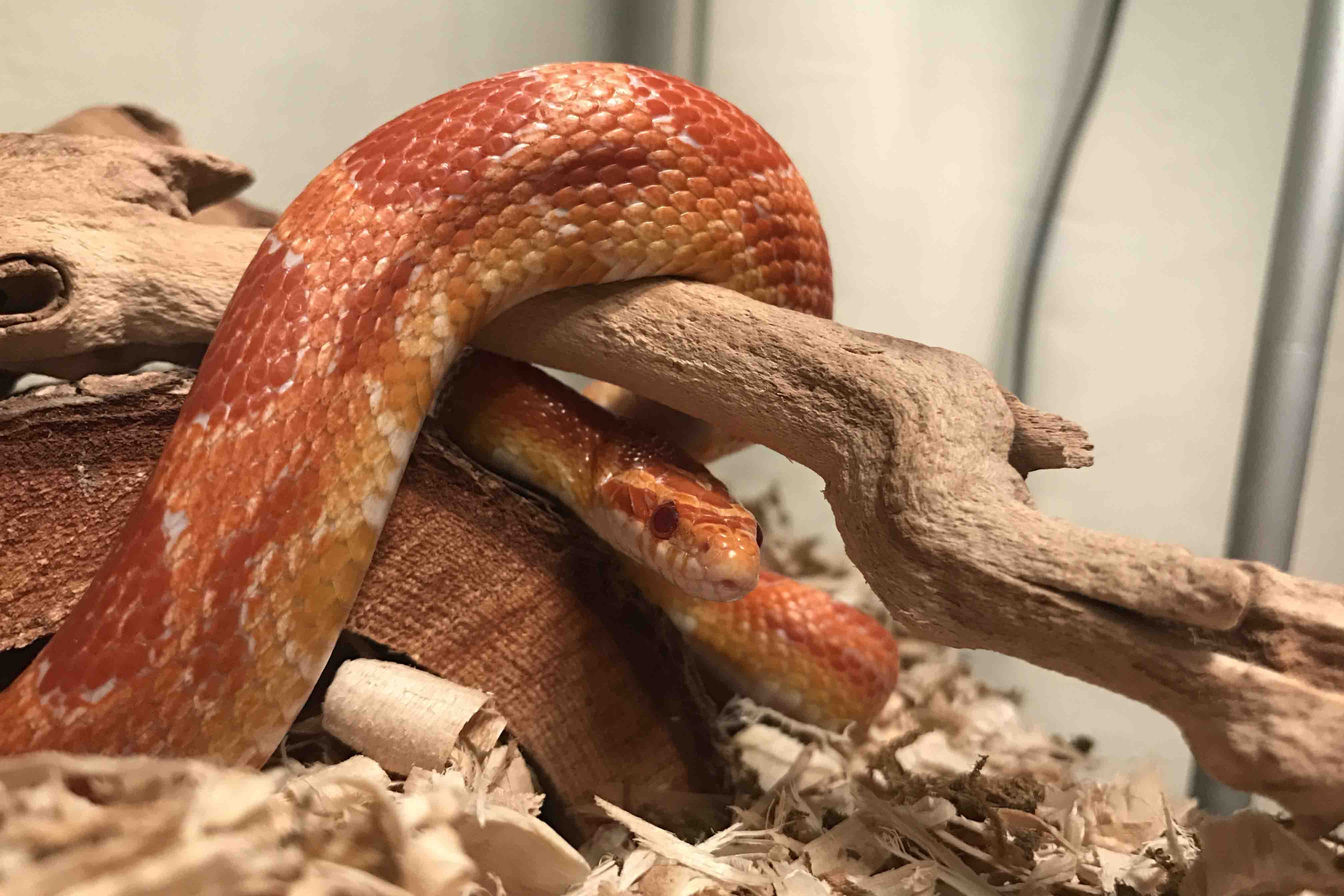 Serpenti come animali domestici: 7 cose da sapere