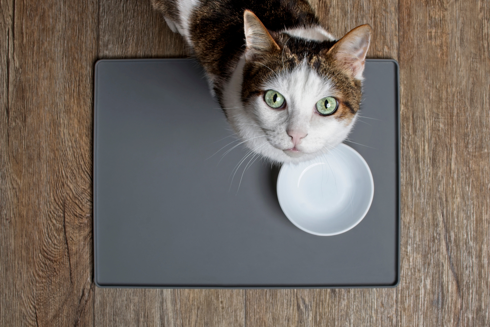 Le diete vegane per gli animali domestici non sono sane. Come mai?