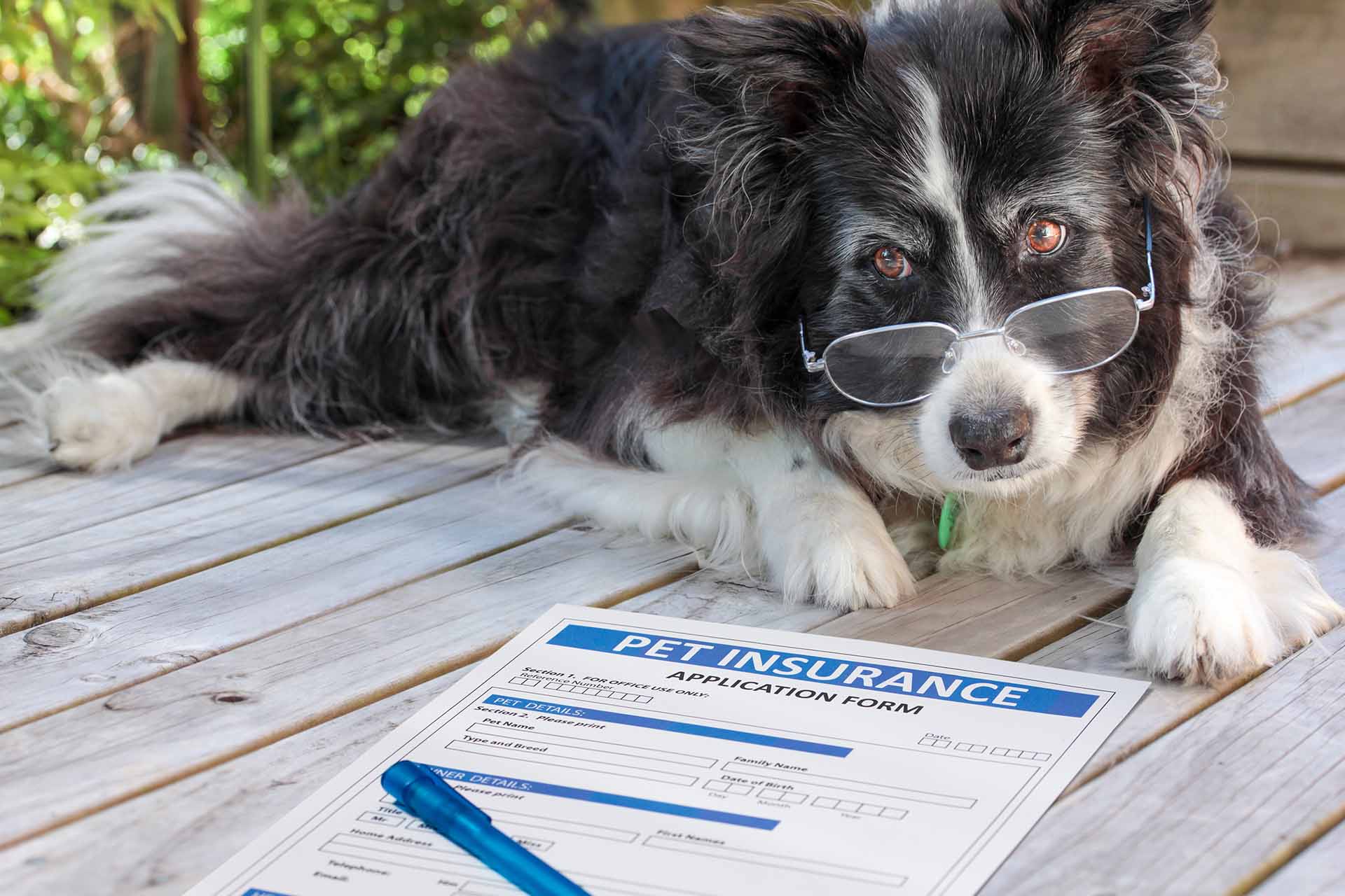 Assicurazione animali domestici, come funziona