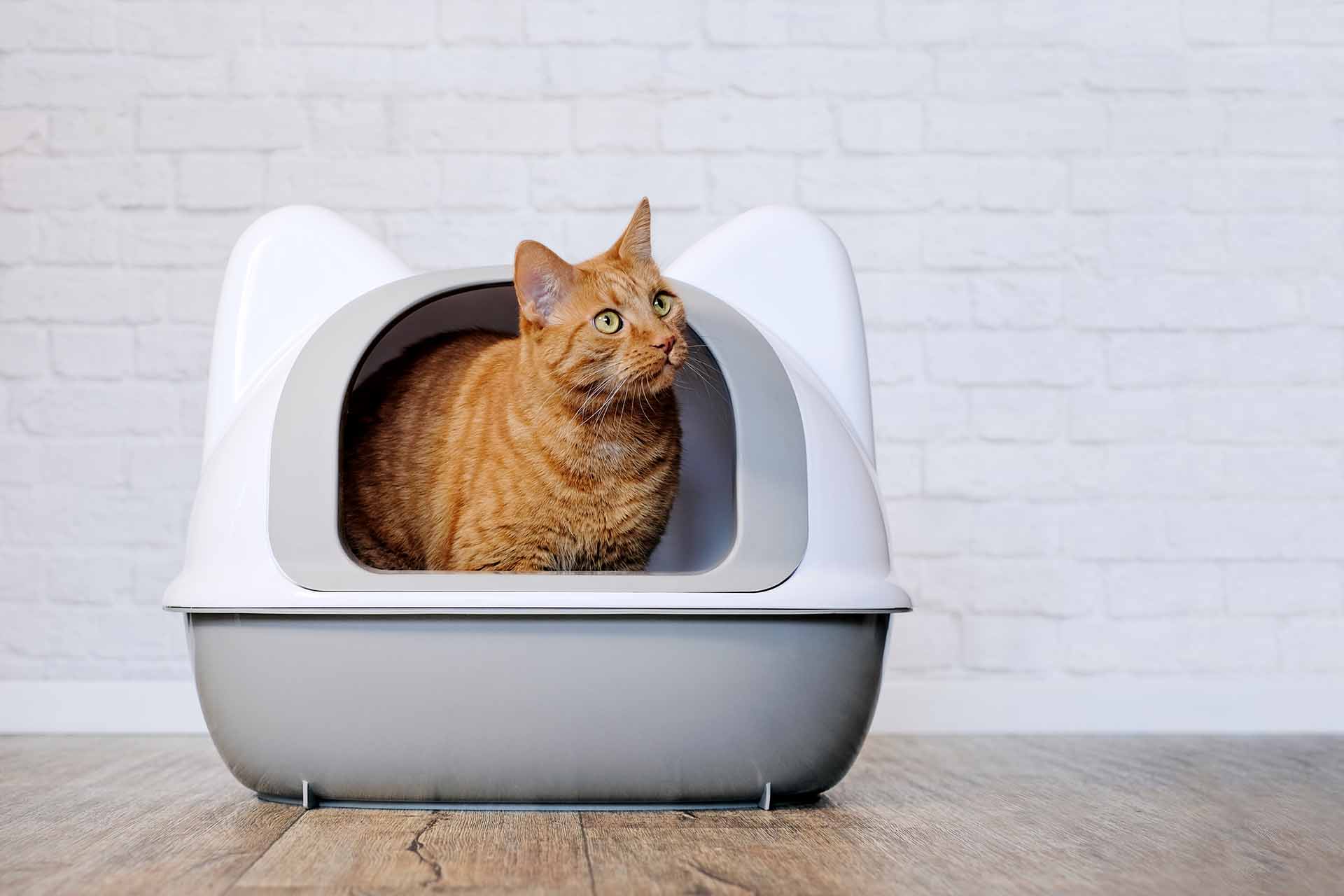 Dove sistemare in casa la lettiera del gatto