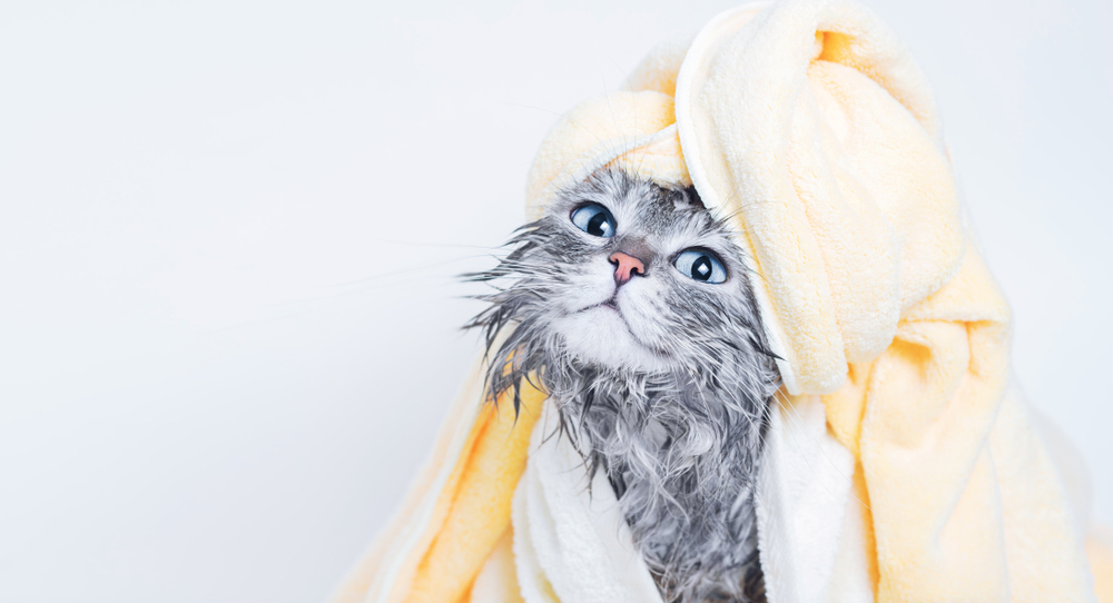 Come e quando fare il bagno al gatto