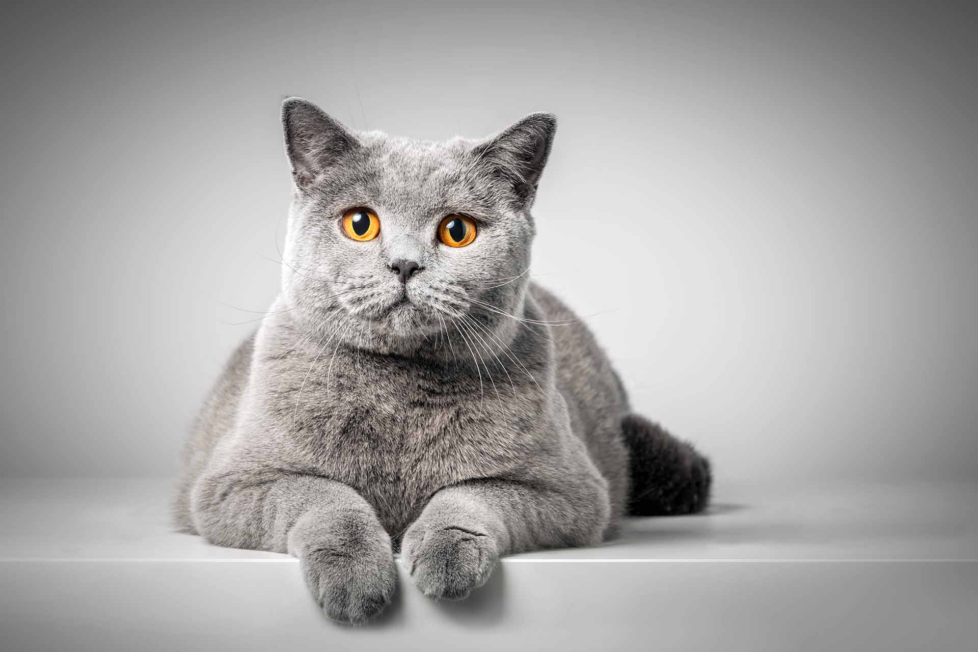 Sognare un gatto grigio, significato e numeri