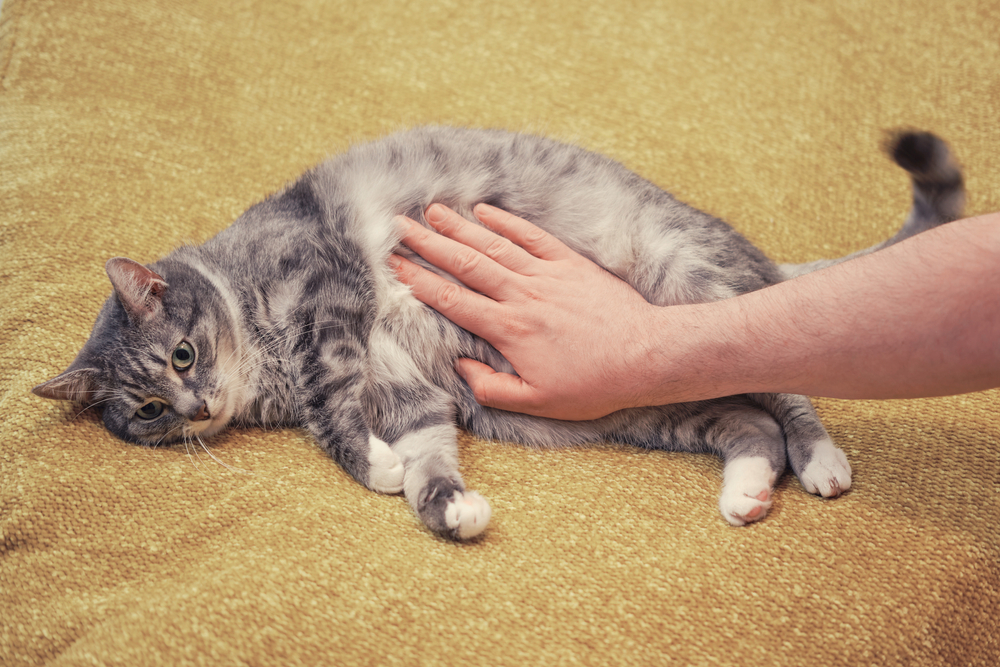 Gravidanza del gatto: che cosa aspettarsi?