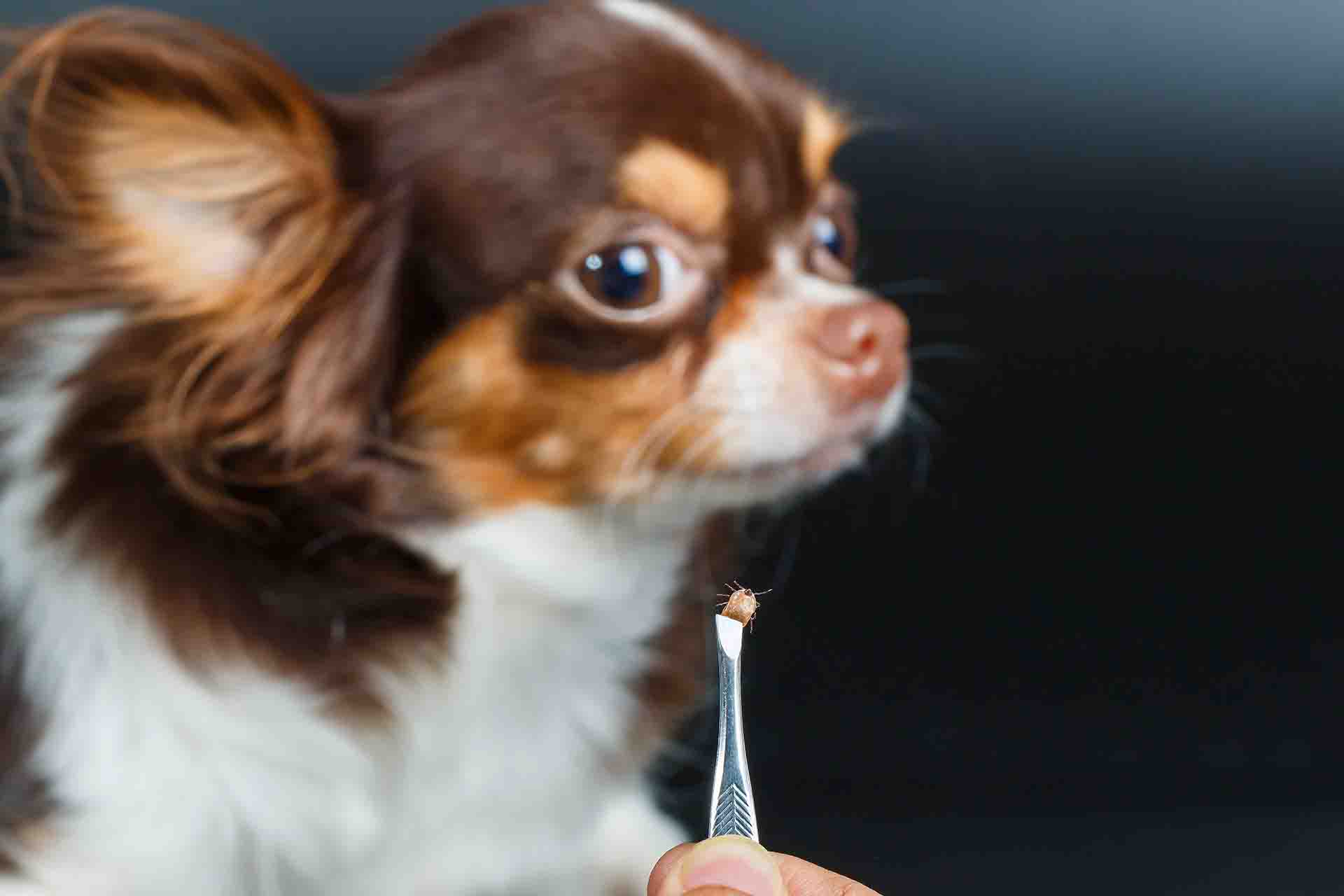 Quali sono i parassiti più pericolosi per gli animali domestici?