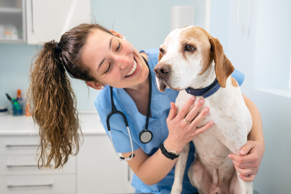 A che età bisogna sterilizzare il cane