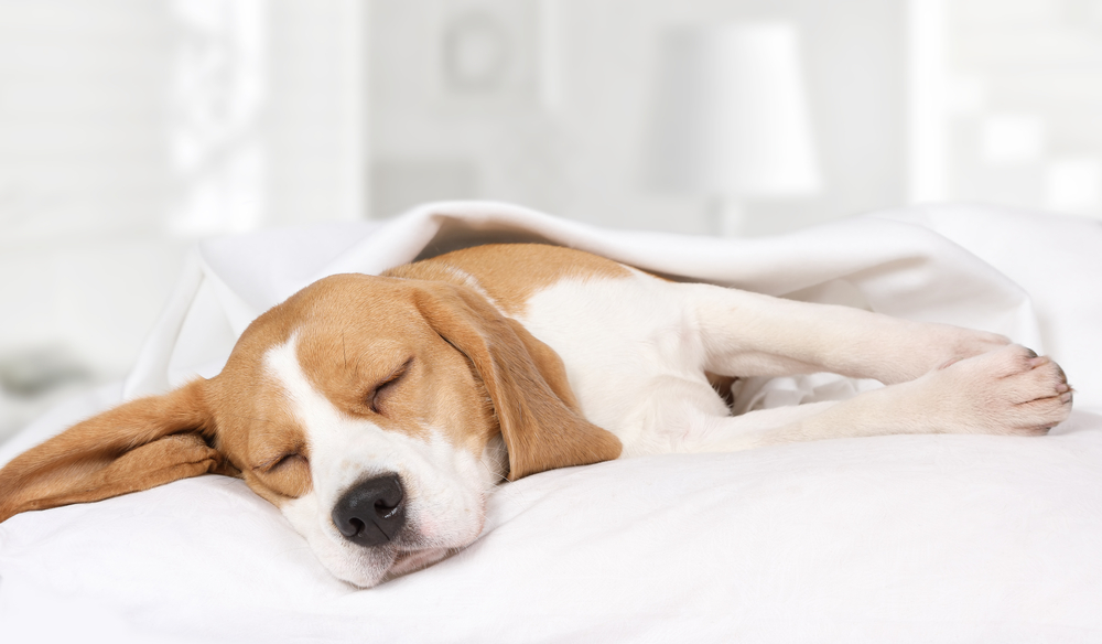 Perché il cane è sempre stanco e dorme tutto il giorno?