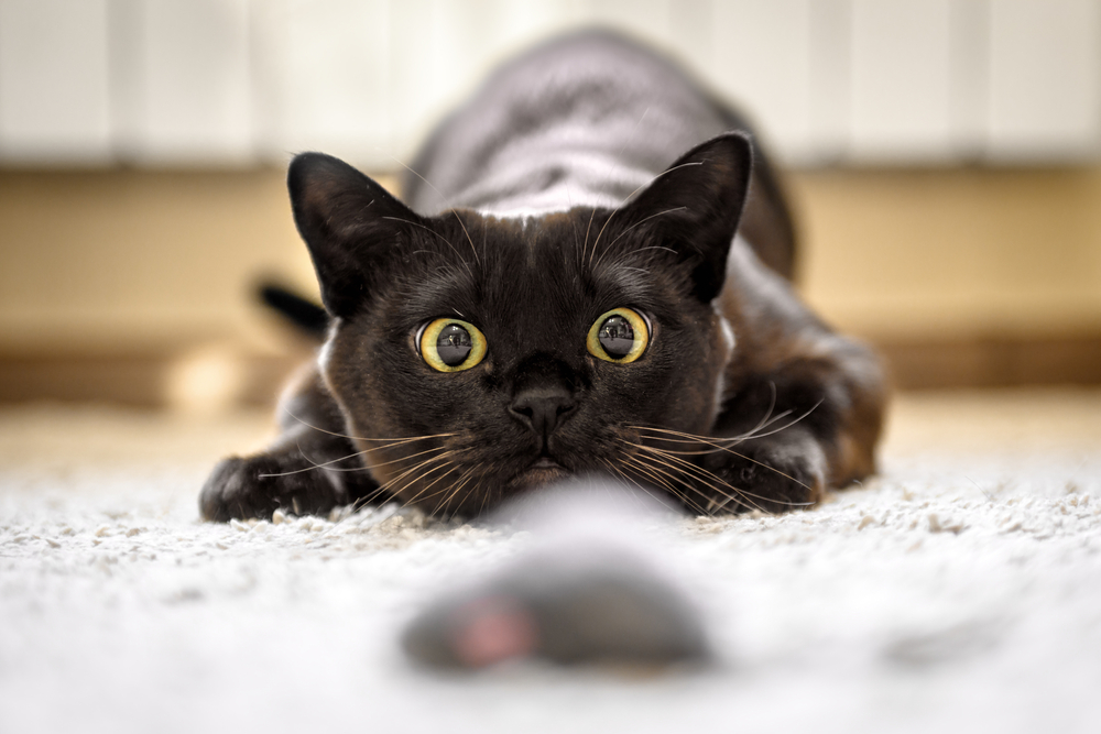 A che età bisogna sterilizzare il gatto