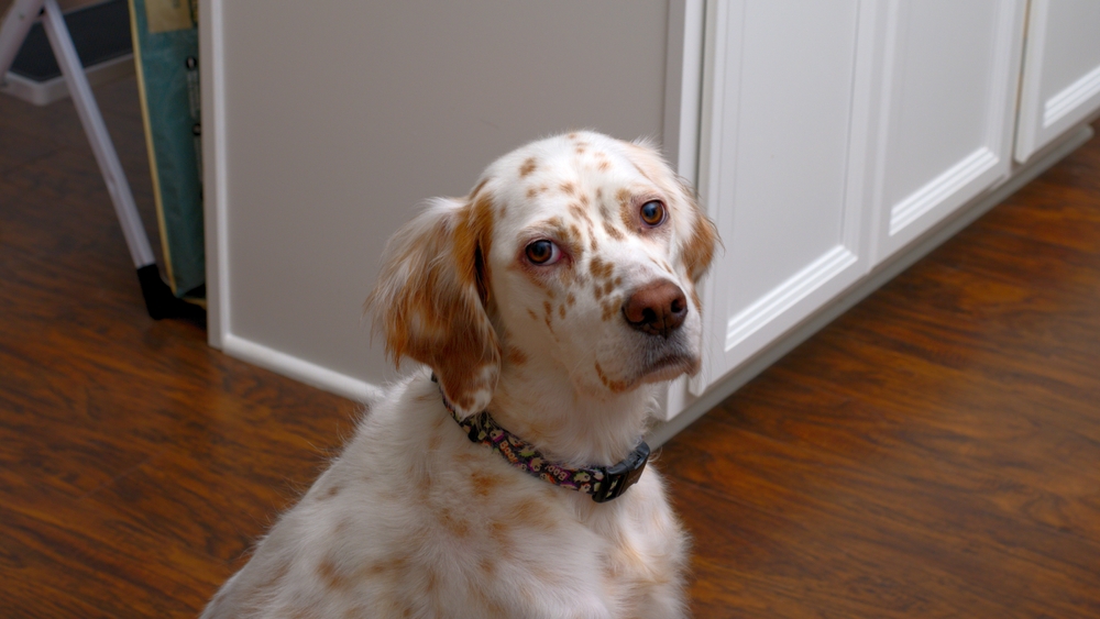 Allergie del cane: che cosa devi sapere