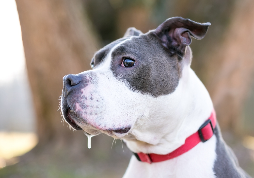 Perché il cane sbava così tanto?