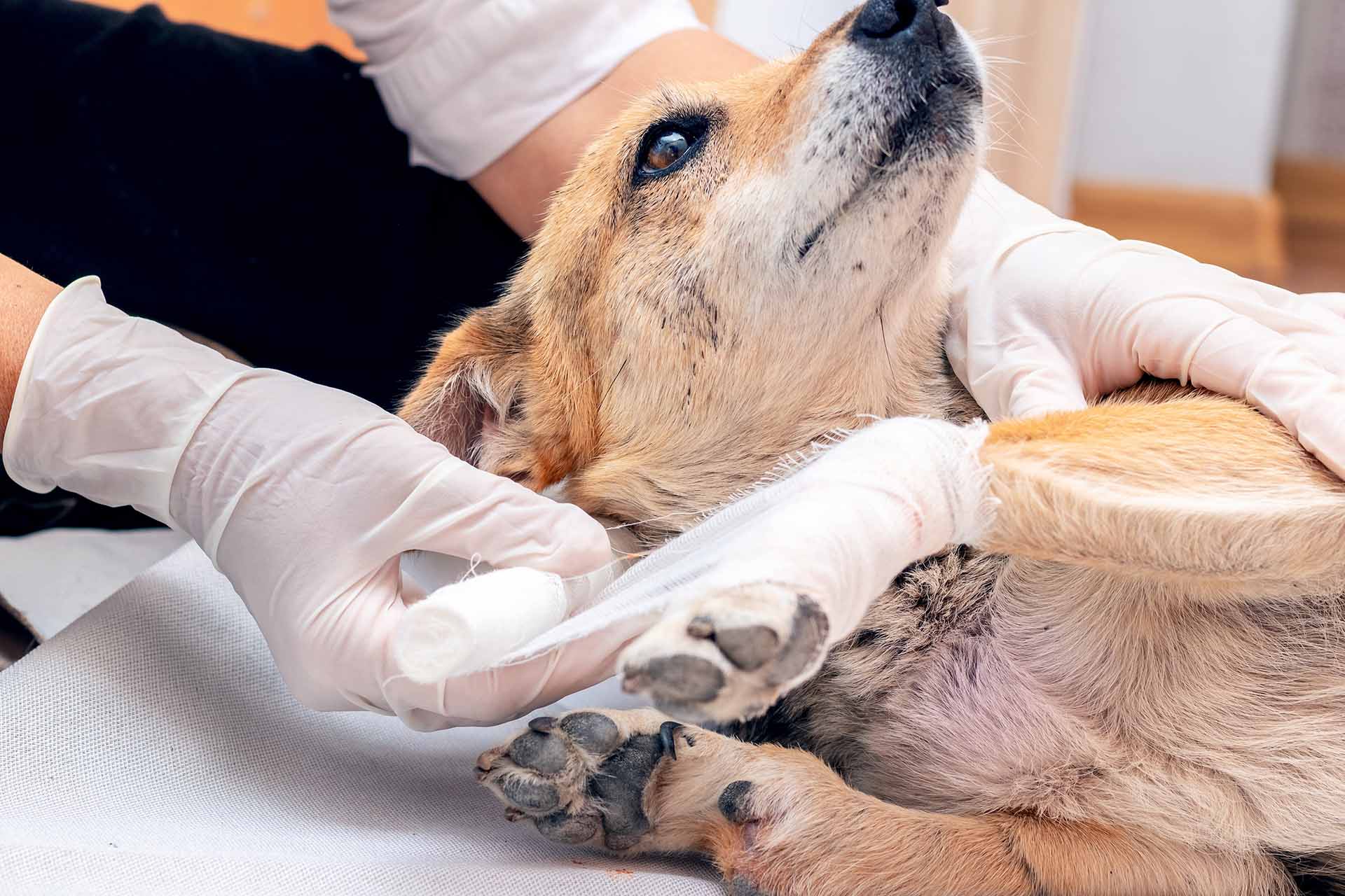 Cosa fare se si trova un animale ferito