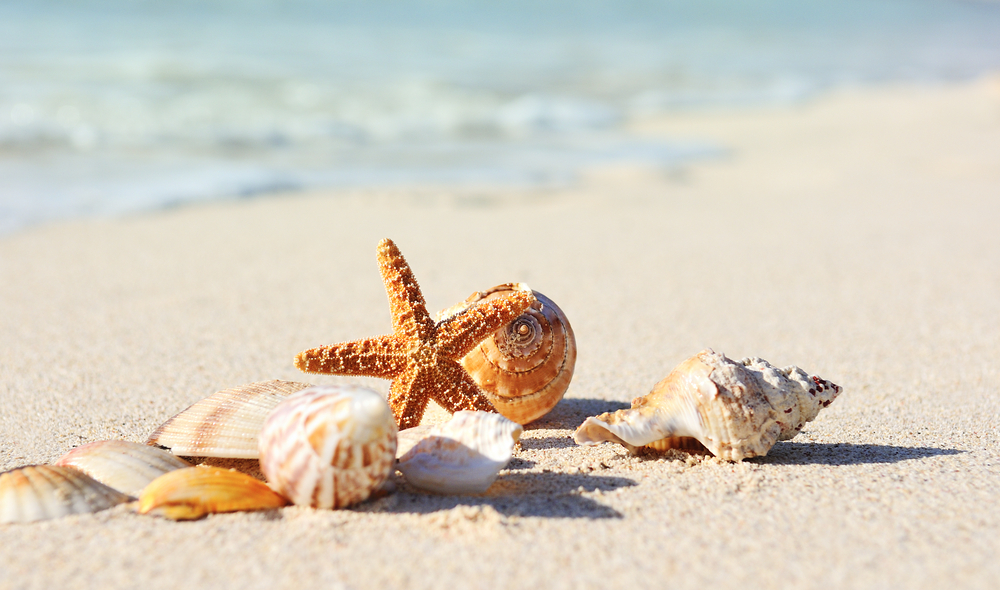 sfondi-desktop-conchiglie-spiaggia-2_0.jpg