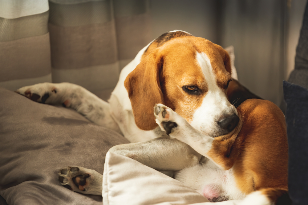 Zanzare e animali domestici: quali sono i rischi