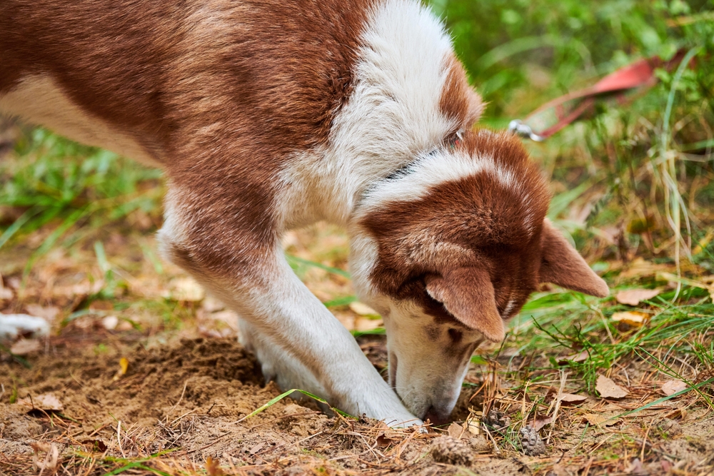 Perché il cane mangia la terra?
